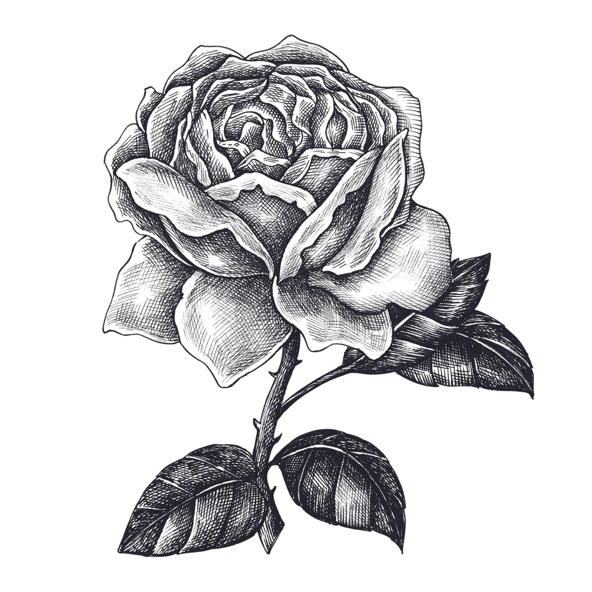 Detailed black-and-white sketch of a blooming rose on a stem with leaves, showing intricate petal shading and fine linework.